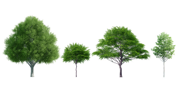 Collection Beautiful 3D Trees Isolated on PNGs transparent background , Use for visualization in architectural design or garden decorate	
