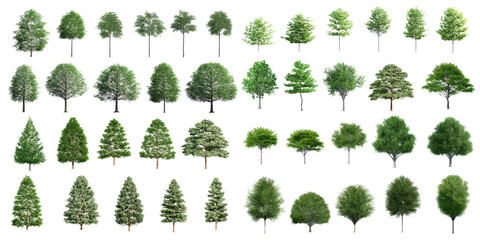 Collection Beautiful 3D Trees Isolated on PNGs transparent background , Use for visualization in architectural design or garden decorate	 - obrazy, fototapety, plakaty