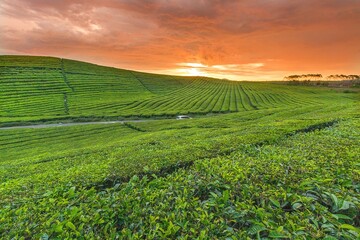 tea plantation