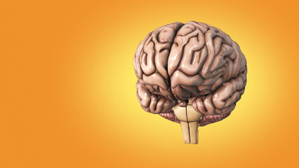 The medical structure of the human brain 3d illustration