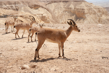 Young mountain goats (nubian ibex) in the Negev desert
