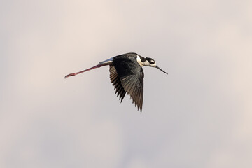 Stilt Bird Flying In Air
