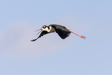 Stilt Bird Flying In Air