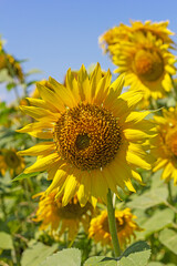 sunflowers, plants in natural conditions, the ripening period, midsummer,close-up.