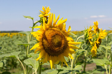 sunflowers, plants in natural conditions, the ripening period, midsummer,close-up.