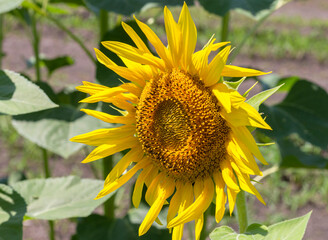 sunflowers, plants in natural conditions, the ripening period, midsummer,close-up.