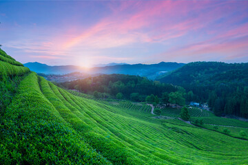The sun rises on the green tea plantations in Boseong South Korea.