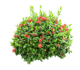 Tropical plant flower bush shrub tree isolated on white background with clipping path	
