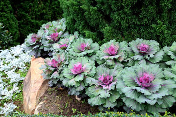 fresh day with flowers in rain season