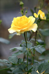 greeting season with rose