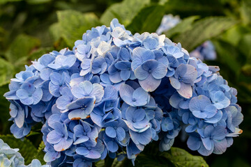 Obraz premium Close up photo of hydrangea flower