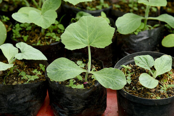 pumpkin seedlings grow in the vegetable bed.Pumpkin seeds planted in the garden bed.