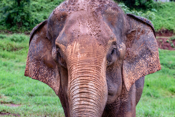 Close up photo of elephant face
