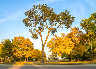 Naklejka premium City park trees in fall season
