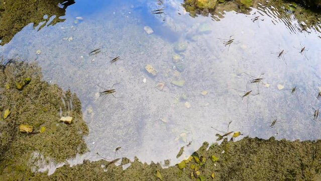 Gerridae aquatic insects (water striders, pond skaters) walking on water's surface of a pond - aquatic habitat