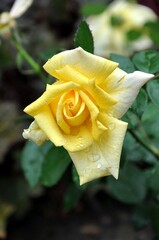 Yellow rose blooming on blurred background close-up