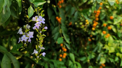 Natural background of small white purple flowers in the forest. can turn to be orange berries