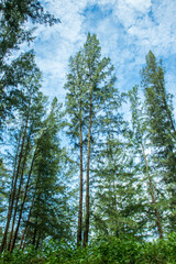 Fototapeta premium Pine trees