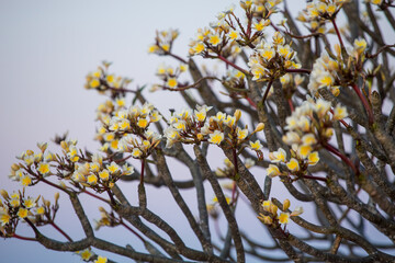 yellow leaves on blue background
