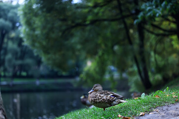 fall park view decoration, wallpaper autumn yellow season
