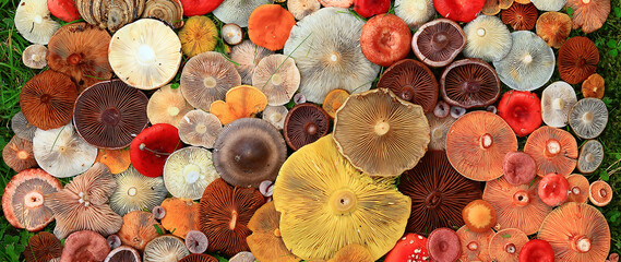 abstract background texture of very, many different mushrooms, inverted multicolored mushroom caps...