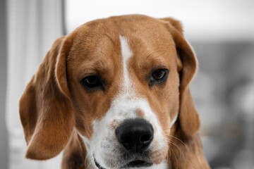 Close-up portrait of a sad hunting dog with large dog ears. Cute kind dog is waiting for his owner at home, sad