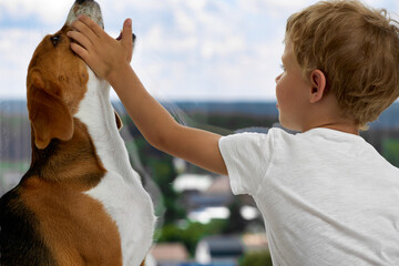 Caucasian child strokes a spotted pedigreed dog with his hand, which raised its head up. Strong...