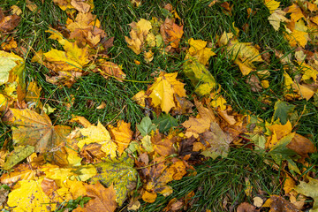 A yellow fallen maple leaf lies on a lawn with green grass