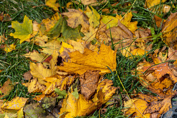 A yellow fallen maple leaf lies on a lawn with green grass
