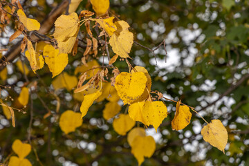 Lime tree with yellow hanging leaves on branches