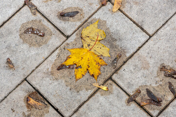 A yellow fallen maple leaf lies on a road tile in the park