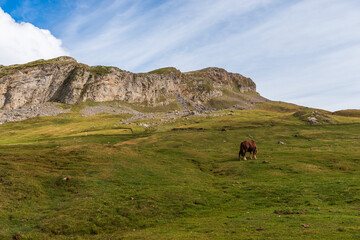 Fototapeta na wymiar Horse grazing, at the Pourtalet pass, in the Ossau valley, in Béarn, France