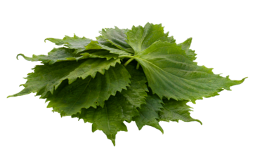 Fresh Green Shiso or Oba leaf isolated on an alpha background.