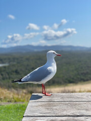 seagull on the beach