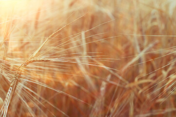 grain harvest background crisis farming