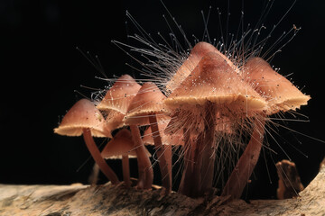 fungus is a parasite on the mushroom Spinellus fusiger