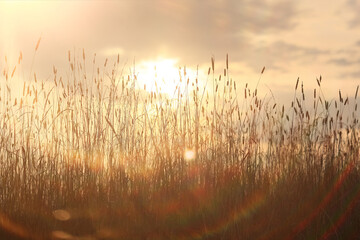 dry grass sun rays background wind nature landscape freedom