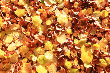 yellow fallen leaves abstract background, calendar golden fall