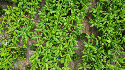 Aerial view of Cultivation trees and plantation in outdoor nursery. Banana plantation in rural Thailand. Cultivation business. Natural landscape background.