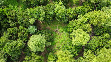 Aerial view of Cultivation trees and plantation in outdoor nursery. Beautiful agricultural garden. Cultivation business. Natural landscape background.
