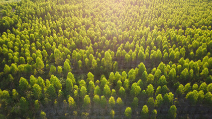 Aerial view of eucalyptus plantation in Thailand. Top view of cultivation areas or agricultural land in outdoor nursery. Cultivation business. Natural landscape background. - obrazy, fototapety, plakaty