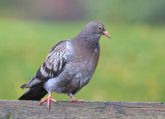 Pigeon