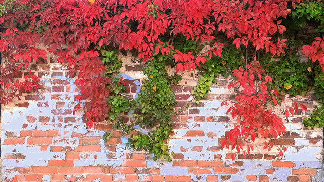 leaves on brick wall