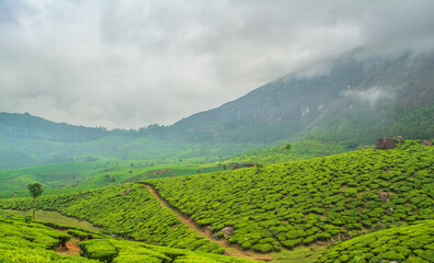 Fototapeta premium Munnar, the famed hill station of south India, is a romantic locale where natural beauty is everywhere to visit, explore and to enjoy. Munnar is situated at the confluence of three mountain streams