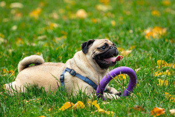 Funny young pug is playing in the meadow with a ring. Close-up.