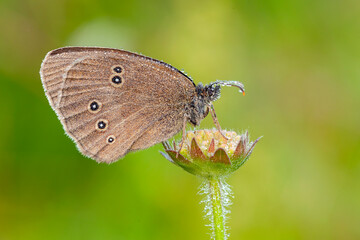 A beautiful butterfly sits on a flower in the morning dew on a natural blurred background