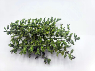 穂ジソ・しそ・紫蘇・穂じそ・大葉／有機栽培・自然栽培・天然