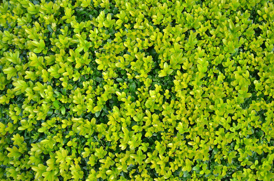  Natural young  bright green boxwood background. Closeup photo outdoors .Landscaping concept. Free copy space.