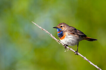 The bluethroat  is a small passerine bird ..Birds of Central Russia.