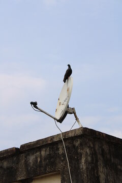 Bird sitting on a DTH dish